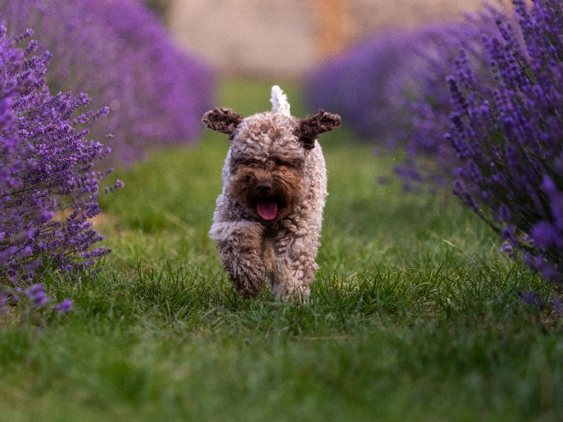 Minden ami Lagotto