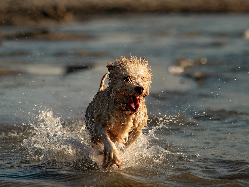 A Lagotto története