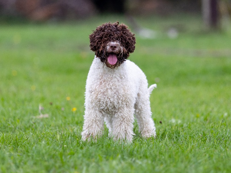 Crepes Della Dama Dianira