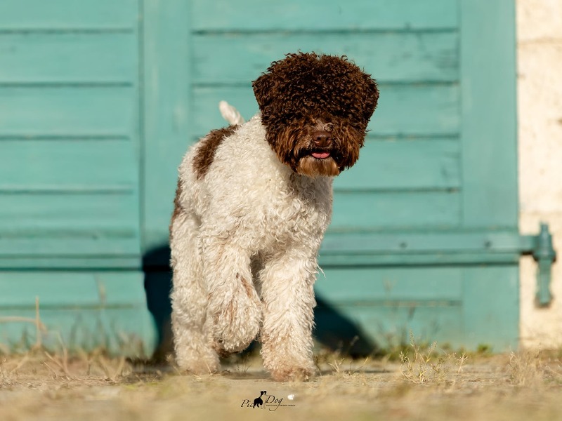 Bourbon Della Casa di Matti