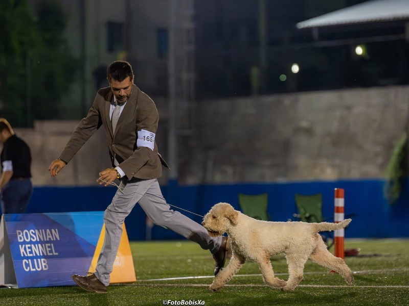 Bedivere Della Dama Dianira