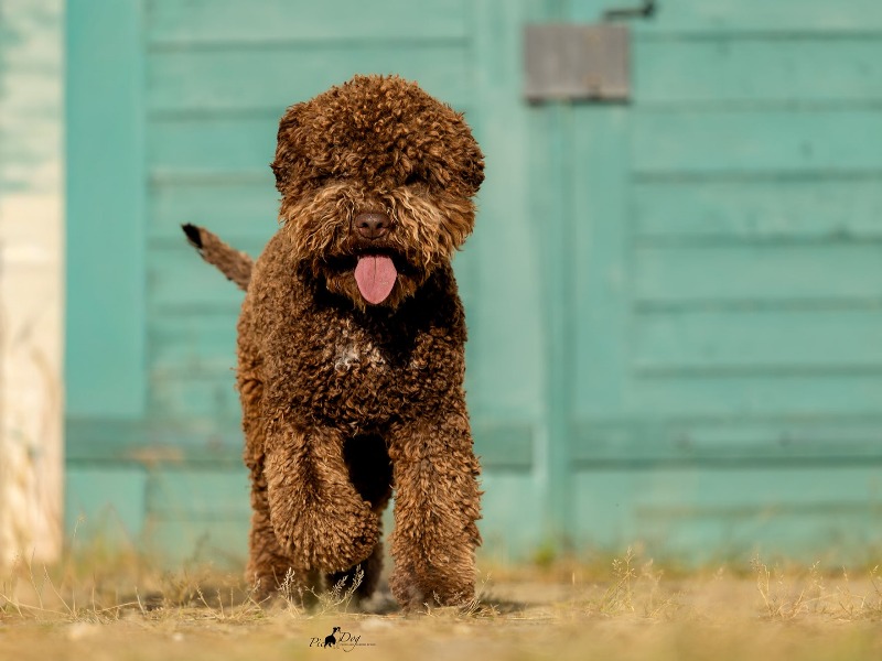 Archie Della Casa di Matti